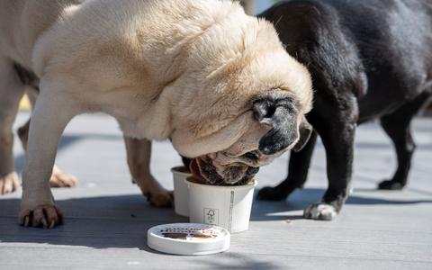 Das Eis wird ohne Zucker und ohne Laktose hergestellt. - Foto: Harald Tittel/dpa