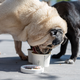 Das Eis wird ohne Zucker und ohne Laktose hergestellt. - Foto: Harald Tittel/dpa