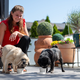 Hundebesitzer kaufen sich oft selbst ein Eis. (Archivbild) - Foto: Harald Tittel/dpa