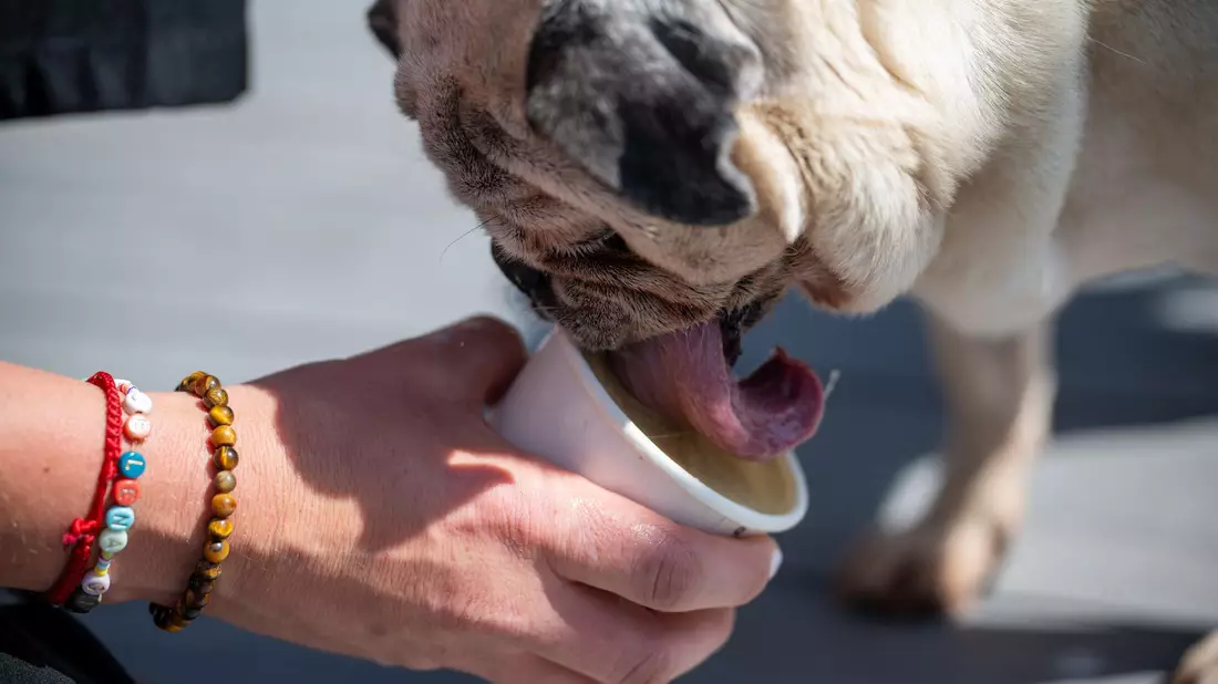 In der Zeit, in der ein Hund sein Eis schleckt, kann der Hundebesitzer selbst in Ruhe genießen.  - Bild: Harald Tittel/dpa