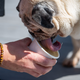 In der Zeit, in der ein Hund sein Eis schleckt, kann der Hundebesitzer selbst in Ruhe genießen.  - Foto: Harald Tittel/dpa