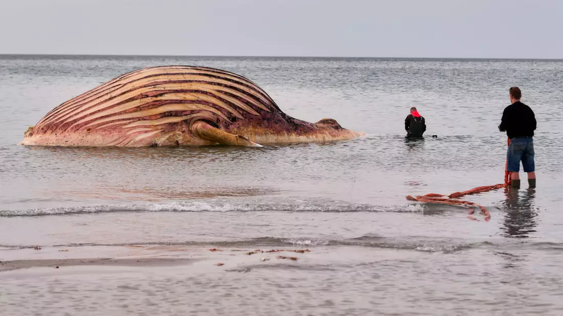 Nach Wochen des Wartens haben die Arbeiten an dem Wal-Kadaver auf der Insel Anholt begonnen.  - Bild: Marcus Golejewski/dpa