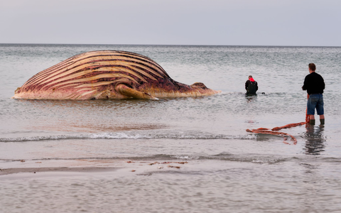 Nach Wochen des Wartens haben die Arbeiten an dem Wal-Kadaver auf der Insel Anholt begonnen.  - Foto: Marcus Golejewski/dpa