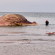 Nach Wochen des Wartens haben die Arbeiten an dem Wal-Kadaver auf der Insel Anholt begonnen.  - Foto: Marcus Golejewski/dpa