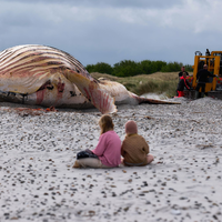Die Bergung ist geschafft: Jetzt liegt der tote Buckelwal im Sand.  - Foto: Marcus Golejewski/dpa