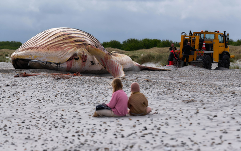 Die Bergung ist geschafft: Jetzt liegt der tote Buckelwal im Sand.  - Foto: Marcus Golejewski/dpa