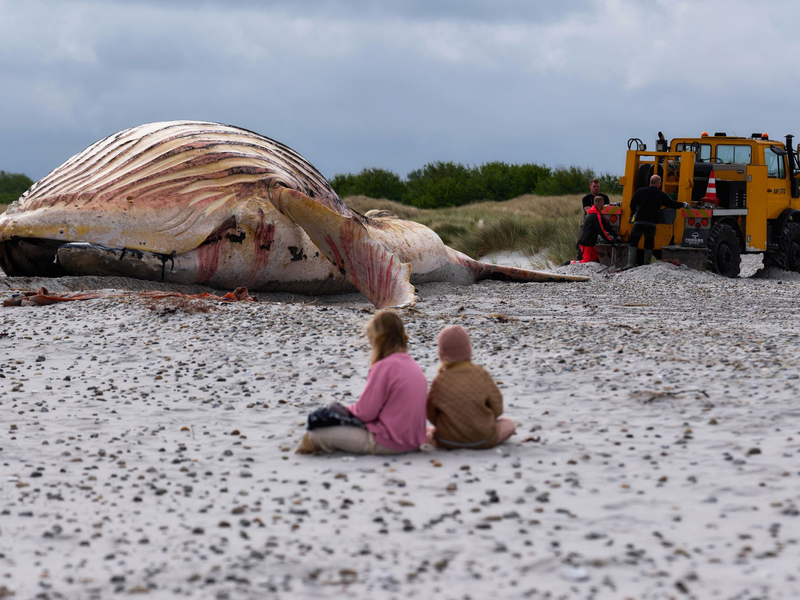 Die Bergung ist geschafft: Jetzt liegt der tote Buckelwal im Sand.  - Foto: Marcus Golejewski/dpa