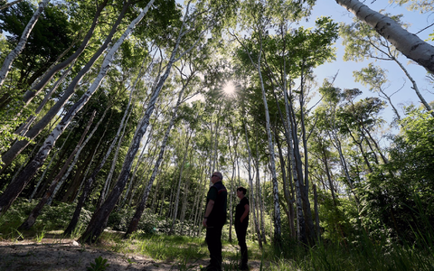 Auch die Rostocker Heide ist ein Exkursionsziel bei der Forstvereinstagung. - Foto: Bernd Wüstneck/dpa