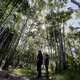 Auch die Rostocker Heide ist ein Exkursionsziel bei der Forstvereinstagung. - Foto: Bernd Wüstneck/dpa