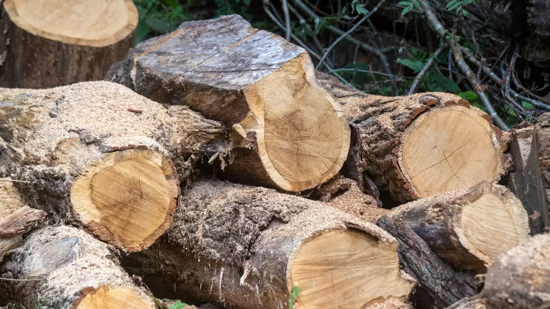 Nachwachsender Rohstoff Holz ist weiter gefragt.  - Bild: Stefan Sauer/dpa