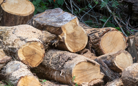 Nachwachsender Rohstoff Holz ist weiter gefragt.  - Foto: Stefan Sauer/dpa