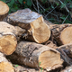Nachwachsender Rohstoff Holz ist weiter gefragt.  - Foto: Stefan Sauer/dpa