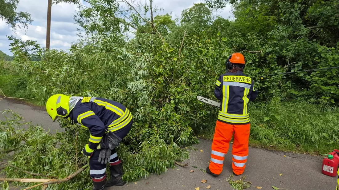 FW Flotwedel: Baum blockiert Fahrbahn und Telefonleitung im Lütersweg - Bild: presseportal.de