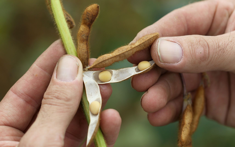 Soja - ein beliebter Grundstoff für pflanzliche Milchalternativen - wird auch in Deutschland angebaut.   - Foto: picture alliance / dpa