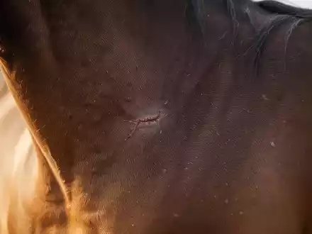 Pferdetumore: Impfstoff gegen Equine Sarcoide zeigt Erfolg - Foto: über boerse-global.de