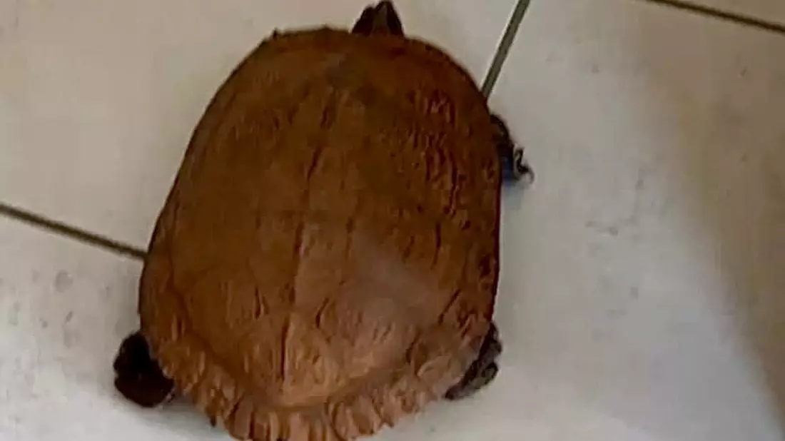 POL-FL: Schafflund: Schildkröte am Fahrbahnrand aufgefunden - Bild: presseportal.de