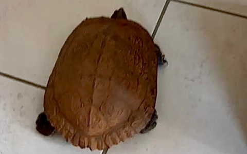 POL-FL: Schafflund: Schildkröte am Fahrbahnrand aufgefunden - Foto: presseportal.de