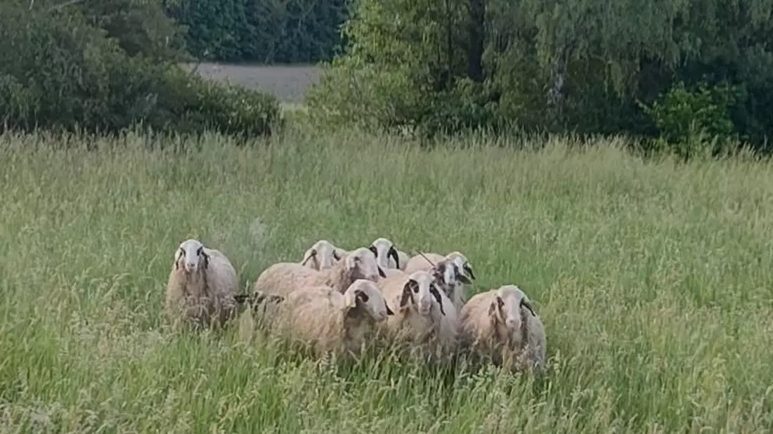 BPOL-KL: Schafherde ausgebüxt - Bild: presseportal.de