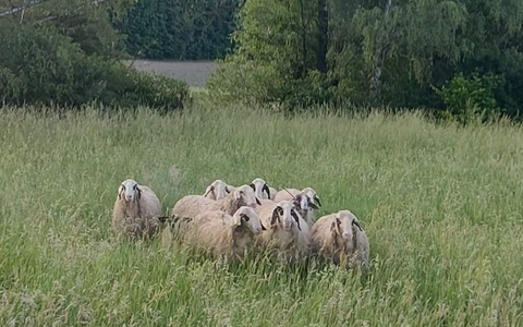 BPOL-KL: Schafherde ausgebüxt - Bild: presseportal.de