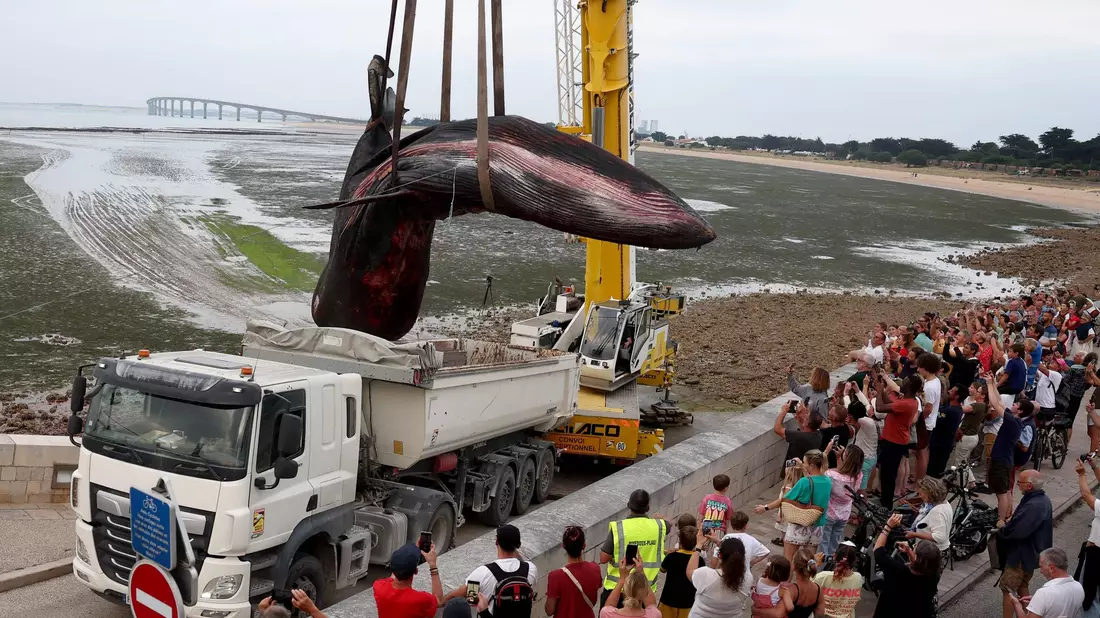Der tote Wal wurde mit einem Kranwagen in einen Laster gehoben. (Archivbild) - Bild: Romain Perrocheau/AFP/dpa