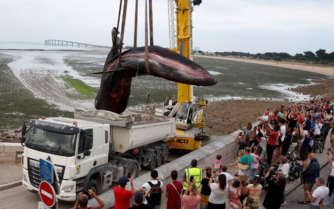 Der tote Wal wurde mit einem Kranwagen in einen Laster gehoben. (Archivbild) - Bild: Romain Perrocheau/AFP/dpa