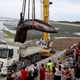 Der tote Wal wurde mit einem Kranwagen in einen Laster gehoben. (Archivbild) - Bild: Romain Perrocheau/AFP/dpa