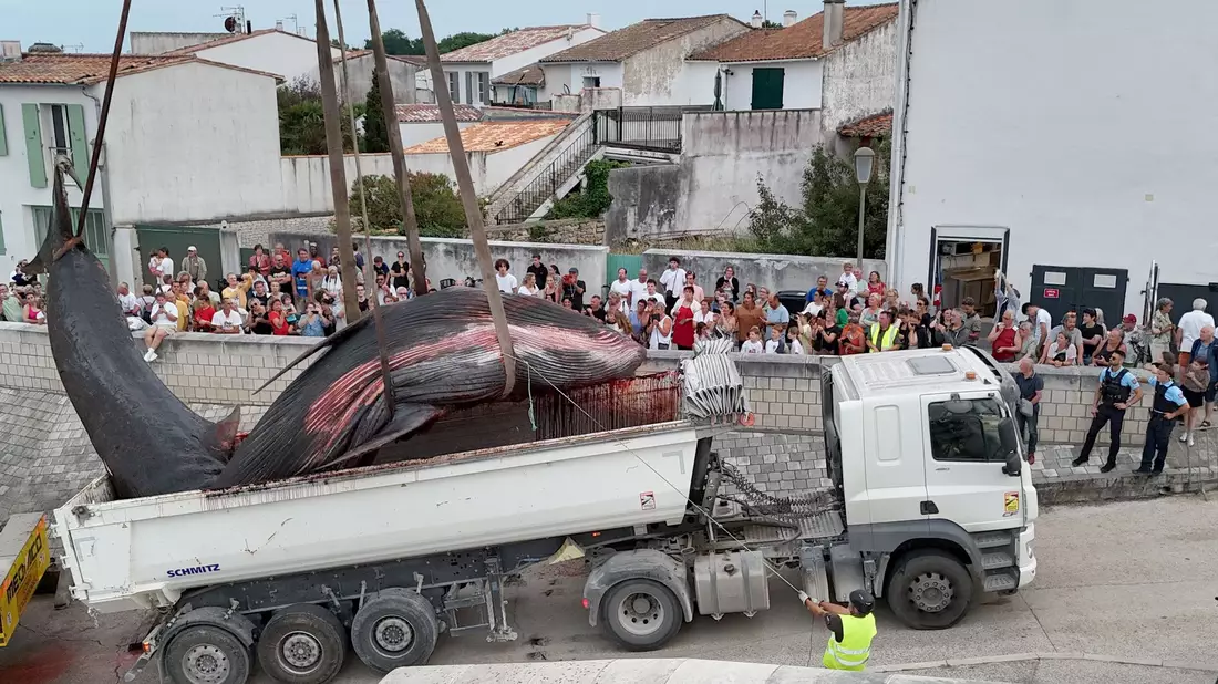 Etliche Menschen schauten zu, als der Walkadaver abtransportiert wurde. (Archivbild) - Bild: Romain Perrocheau/AFP/dpa