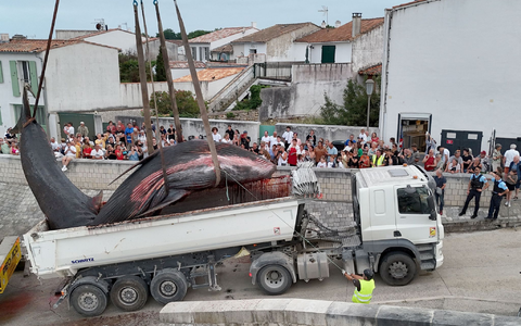 Etliche Menschen schauten zu, als der Walkadaver abtransportiert wurde. (Archivbild) - Bild: Romain Perrocheau/AFP/dpa