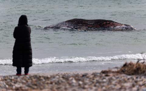 Die Tierärztin Anne Herrschaft unweit vom toten Buckelwal, der vor der dänischen Insel Anholt liegt.  - Bild: Marcus Golejewski/dpa