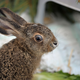 Ein Feldhase sitzt in einer Wildtier-Auffangstation. - Bild: Malin Wunderlich/dpa