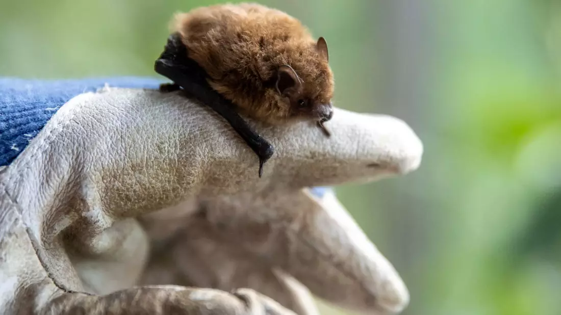 Wer eine Fledermaus findet und bergen will, sollte stets Handschuhe tragen. - Bild: Daniel Karmann/dpa/dpa-tmn