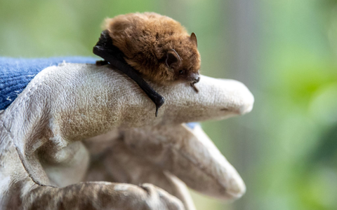 Wer eine Fledermaus findet und bergen will, sollte stets Handschuhe tragen. - Bild: Daniel Karmann/dpa/dpa-tmn