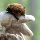 Wer eine Fledermaus findet und bergen will, sollte stets Handschuhe tragen. - Bild: Daniel Karmann/dpa/dpa-tmn