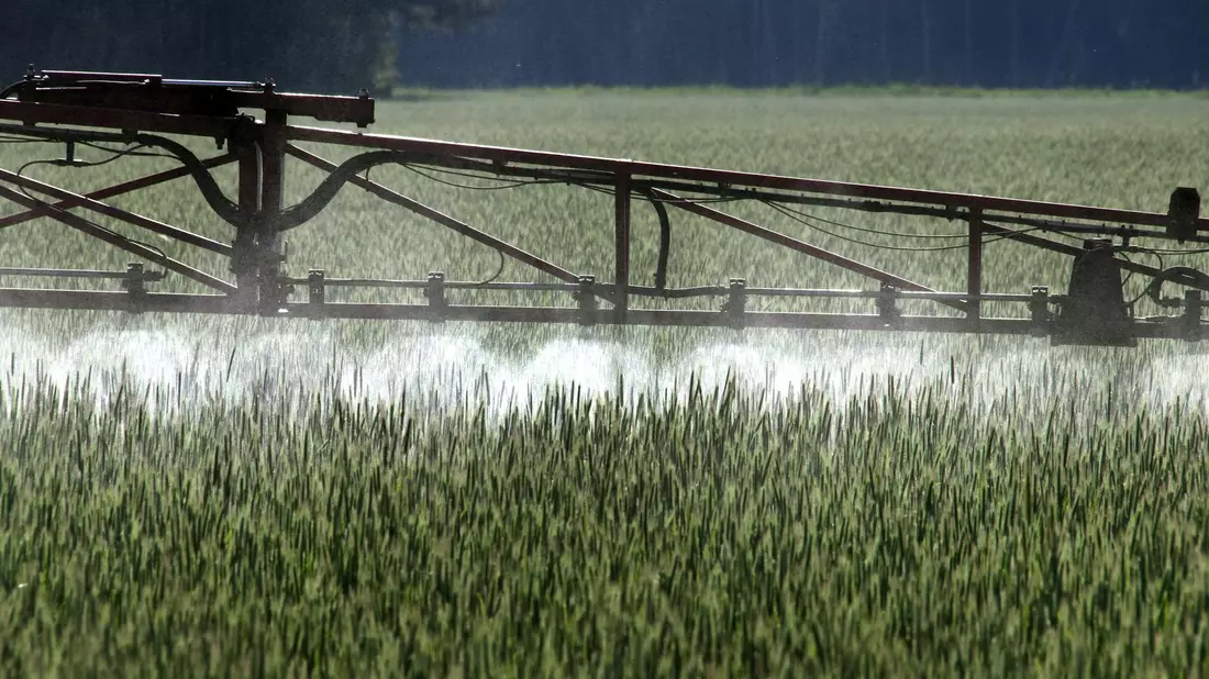 Ein Landwirt versprüht Pflanzenschutzmittel über ein Roggenfeld. - Bild: Peter Förster/dpa