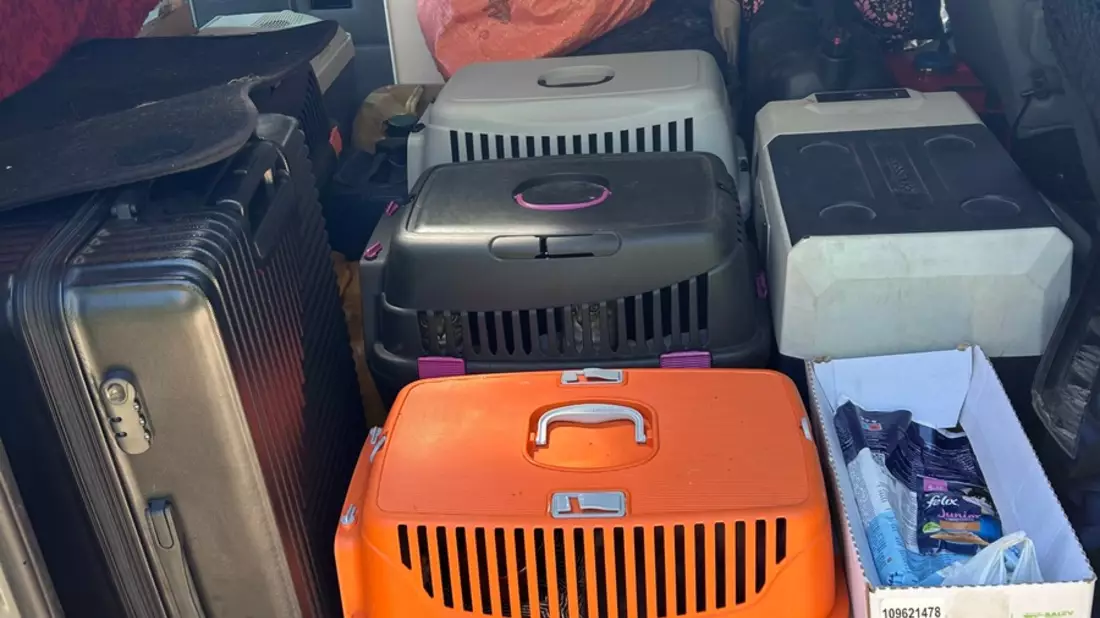 HZA-BS: ZOLL stellt illegalen Tiertransport auf der A2 fest / Vier Katzen und zwei Hunde durch den Landkreis Peine sichergestellt - Bild: presseportal.de