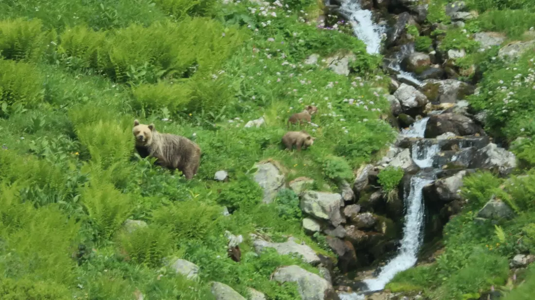 Eine Bärin geht mit ihrem Nachwuchs durch ein Tal in der Westtatra in der Slowakei. Nach offiziellen Zählungen gibt es in der Slowakei rund 1.200 freilebende Bären. (Archivbild) - Bild: Erik Äevëìk/tasr/dpa