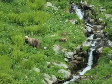 Eine Bärin geht mit ihrem Nachwuchs durch ein Tal in der Westtatra in der Slowakei. Nach offiziellen Zählungen gibt es in der Slowakei rund 1.200 freilebende Bären. (Archivbild) - Foto: Erik Äevëìk/tasr/dpa