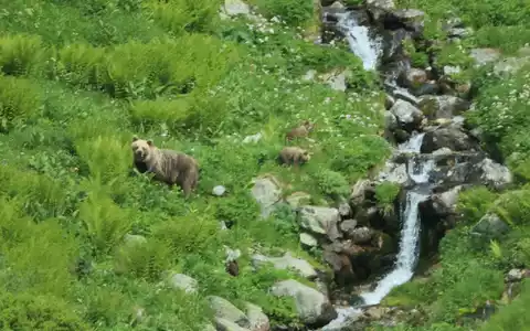 Eine Bärin geht mit ihrem Nachwuchs durch ein Tal in der Westtatra in der Slowakei. Nach offiziellen Zählungen gibt es in der Slowakei rund 1.200 freilebende Bären. (Archivbild) - Foto: Erik Äevëìk/tasr/dpa
