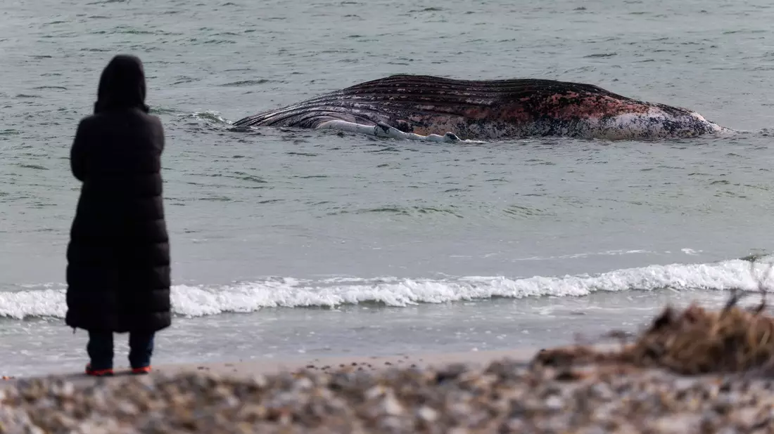 Lange hatte der tote Wal im flachen Wasser vor der Insel gelegen. (Archivbild) - Bild: Marcus Golejewski/dpa