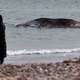 Lange hatte der tote Wal im flachen Wasser vor der Insel gelegen. (Archivbild) - Bild: Marcus Golejewski/dpa