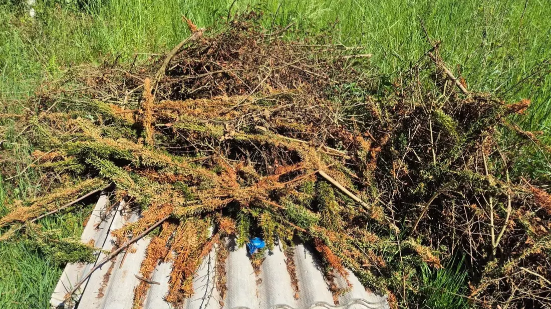POL-RZ: Illegale Abfallentsorgung bei Basedow - Bild: presseportal.de