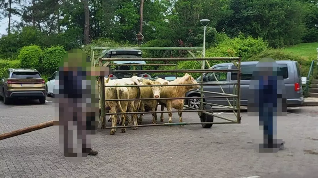 POL-NH: Ausgebüxte Kühe entern Notaufnahme von Krankenhaus - Bild: presseportal.de