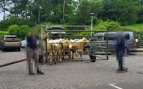 POL-NH: Ausgebüxte Kühe entern Notaufnahme von Krankenhaus - Bild: presseportal.de