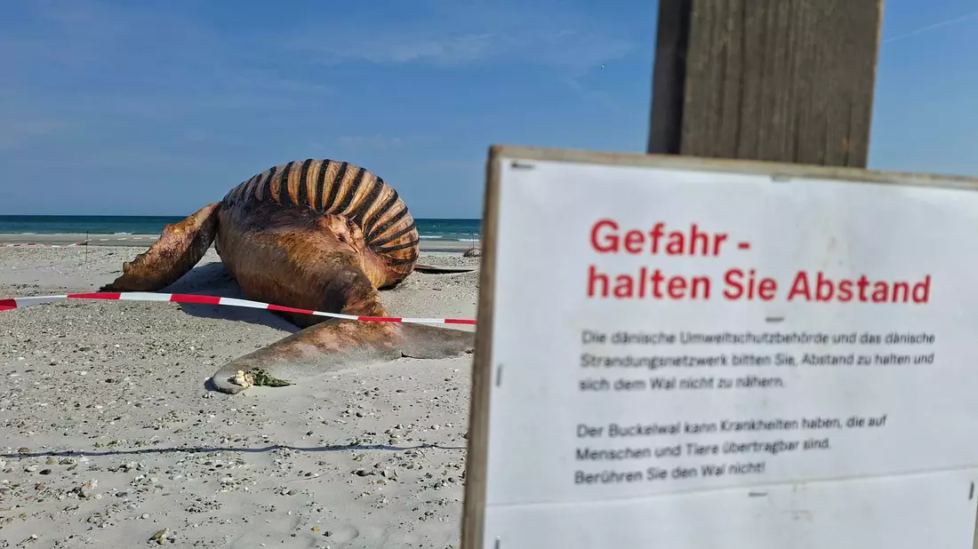 Neugierige dürfen bei der Obduktion des Buckelwals dabei sein - aber nur mit Sicherheitsabstand. - Bild: Kai Moorschlatt/dpa