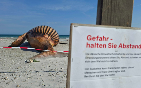 Neugierige dürfen bei der Obduktion des Buckelwals dabei sein - aber nur mit Sicherheitsabstand. - Bild: Kai Moorschlatt/dpa