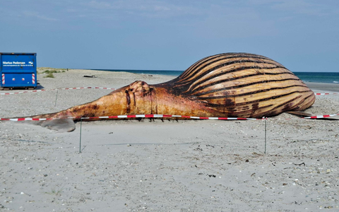 Stark aufgebläht liegt der Buckelwal seit dem Wochenende am Strand.  - Bild: Kai Moorschlatt/dpa