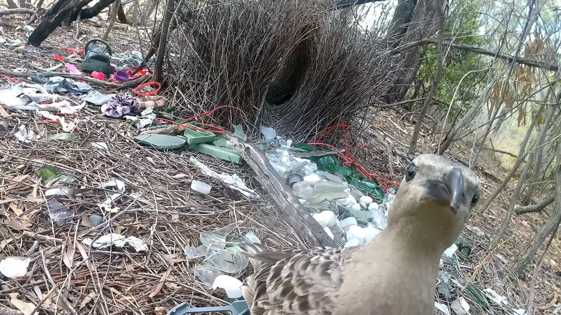 Stadtvögel gehen in Australien jetzt mit menschlichen Abfällen auf Brautschau. - Bild: Caitlin Evans/University of Exeter/dpa