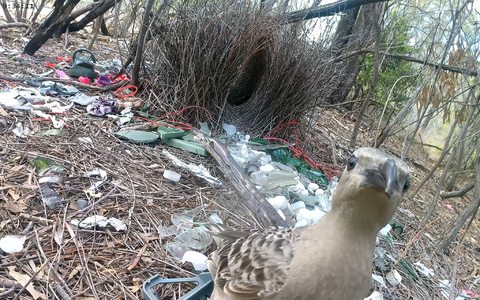 Stadtvögel gehen in Australien jetzt mit menschlichen Abfällen auf Brautschau. - Bild: Caitlin Evans/University of Exeter/dpa