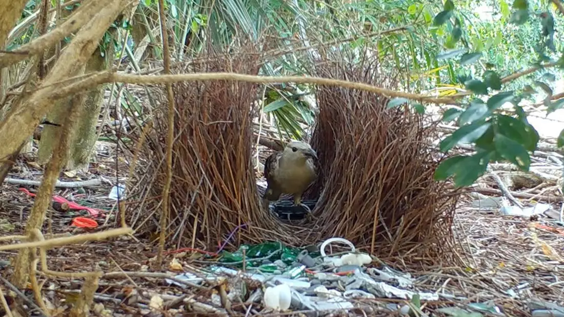 Männliche Laubenvögel bauen aufwendige Balzplätze und dekorieren diese anschließend für die Weibchen. - Bild: Caitlin Evans/University of Exeter/dpa