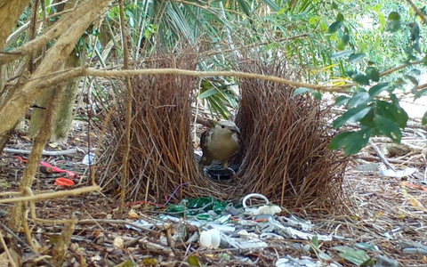 Männliche Laubenvögel bauen aufwendige Balzplätze und dekorieren diese anschließend für die Weibchen. - Bild: Caitlin Evans/University of Exeter/dpa